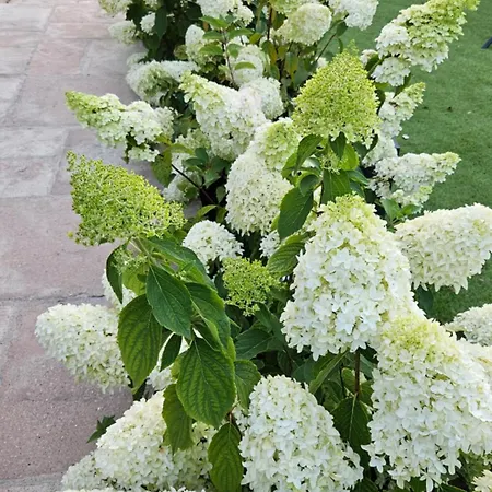 Maison Flo Ονφλέρ