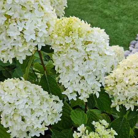 Βίλα Maison Flo *